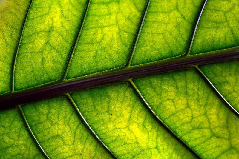 Nitrogen Deficiency