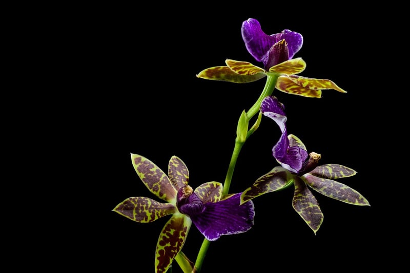 Orchid Flowers