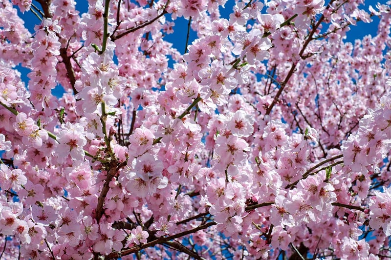 Cherry Blossoms